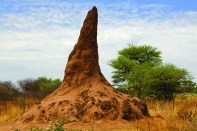Ein etwas 100jähriger Termitenhügel, Nambia, Afrika