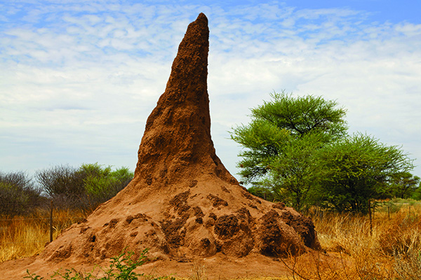 Ein etwas 100jähriger Termitenhügel, Nambia, Afrika