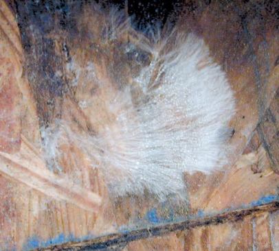Droplets of water were also visible on the filaments of this white fungus.