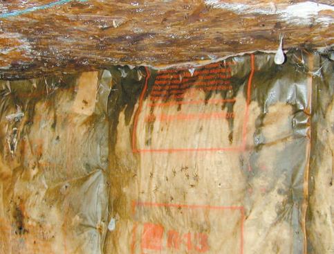In the worst parts of the crawlspace, wood and insulation facings were covered with slick black coatings of wet, slimy mold.