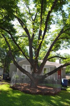 Generally we fence trees at the dripline with a fence and a deep mulch bed.