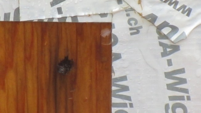 Air bubbles out through plywood during a preliminary blower door test performed on a rainy day. Leakage exceeded Passive House allowable levels because of the air permeability of the building's plywood sheathing.
