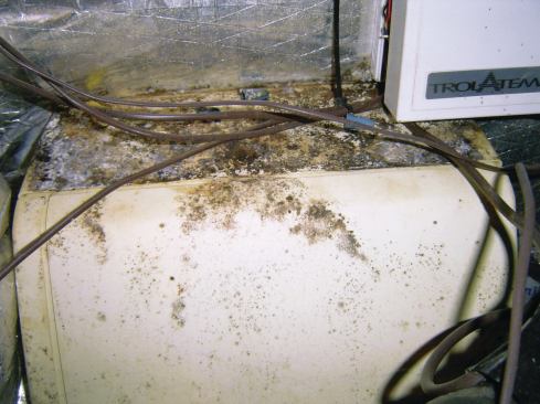 Although the builder insulated all the above-grade walls and the attic with closed-cell spray foam, he left the crawlspace vented to the outside. The result: mold growing on the HVAC system.