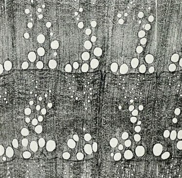Most red oak comes from the Eastern States. The size and arrangement of the large pores make it distinct from white oak. It does not form tyloses so the pores remain open and not as water or decay resistant as most white oaks, and the these open pores contribute to the  fairly high shrinkage of red oaks upon drying. Surprisingly, rapidly grown second-growth wood is generally harder and tougher than the finer textured old-growth wood.