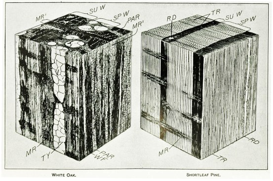 In each cube, the top view represents the transverse, or "end," surface; the left view, the radial, or "quartered," surface; and the right view, the tangential, or "plain sawn," surface. On both samples:  SU W: summerwood; SP W: springwood. On the left, hardwood sample: V: vessel (or pore); TY: tyloses in a vessel; PAR: parenchyma cells (dark areas); WF: wood fibers; MR: small medullary ray; MR': large medullary ray. On the right, softwood sample: TR: tracheids, which make up the bulk of the wood; MR: ordinary medullary rays; RD: resin ducts (voids between cells).