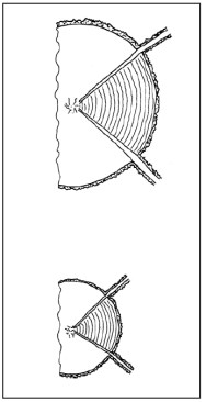 Larger-diameter trees (a) produce more knot-free wood than smaller-diameter trees (b).