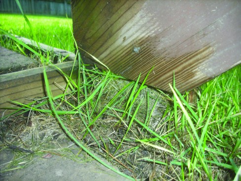 At least 1 1/2 inches of the heel of a stringer's seat cut  should bear on the landing. Allowing the toe of the seat cut to be the only part of the stringer that bears on the landing can cause the stringer to shear along the wood grain.