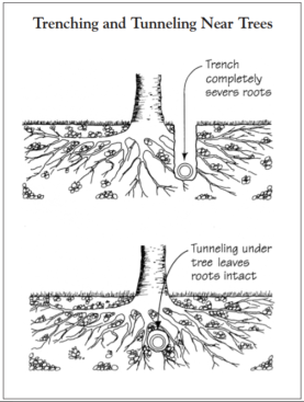 Digging a trench near a tree will completely sever the roots, especially if the trench runs close by the trunk (top). For a tree that increases real estate value, it might be worth the time and effort to tunnel under tree roots (above).